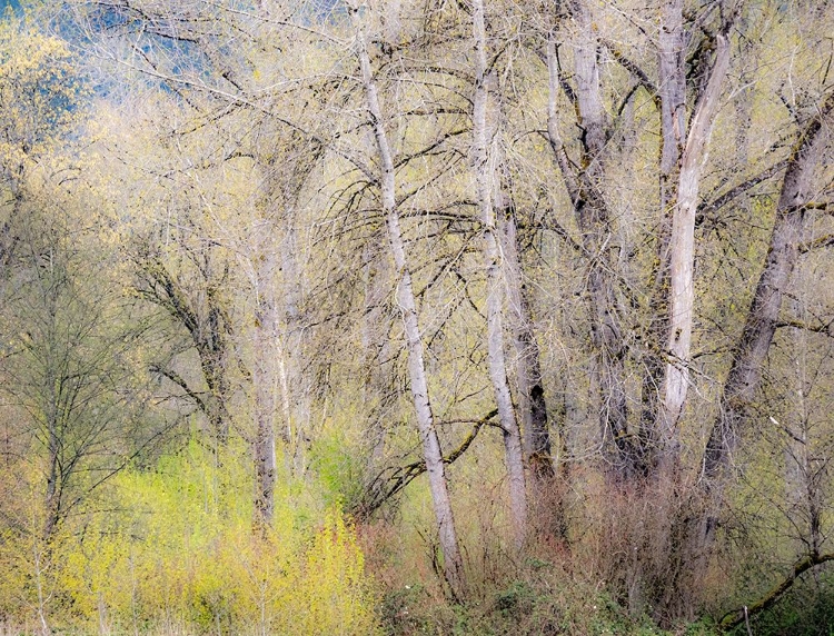 Picture of USA-WASHINGTON STATE-CARNATION EARLY SPRING AND TREES JUST BUDDING OUT