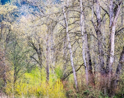 Picture of USA-WASHINGTON STATE-CARNATION EARLY SPRING AND TREES JUST BUDDING OUT