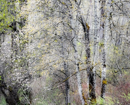 Picture of USA-WASHINGTON STATE-FALL CITY-SPRINGTIME CHERRY TREES BLOOMING ALONG SNOQUALMIE RIVER