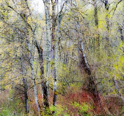 Picture of USA-WASHINGTON STATE-FALL CITY COTTONWOODS JUST BUDDING OUT IN THE SPRING