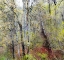 Picture of USA-WASHINGTON STATE-FALL CITY COTTONWOODS JUST BUDDING OUT IN THE SPRING
