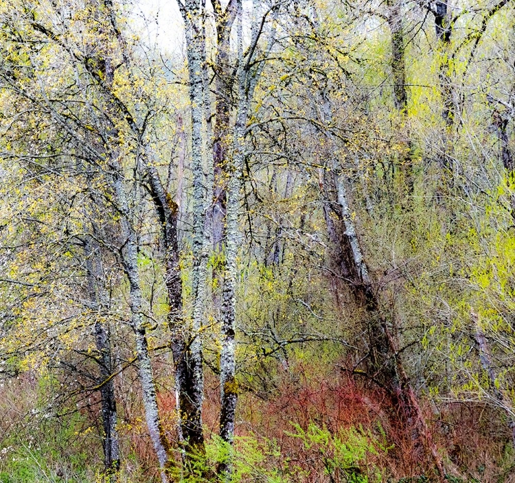 Picture of USA-WASHINGTON STATE-FALL CITY COTTONWOODS JUST BUDDING OUT IN THE SPRING