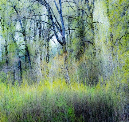 Picture of USA-WASHINGTON STATE-FALL CITY COTTONWOODS JUST BUDDING OUT IN THE SPRING