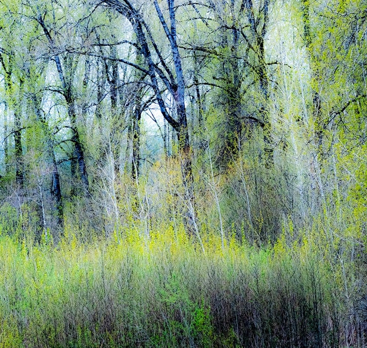 Picture of USA-WASHINGTON STATE-FALL CITY COTTONWOODS JUST BUDDING OUT IN THE SPRING