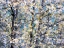 Picture of USA-WASHINGTON STATE-FALL CITY WILD CHERRY SPRINGTIME BLOOMING