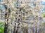 Picture of USA-WASHINGTON STATE-FALL CITY WILD CHERRY SPRINGTIME BLOOMING