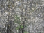 Picture of USA-WASHINGTON STATE-FALL CITY WILD CHERRY SPRINGTIME BLOOMING