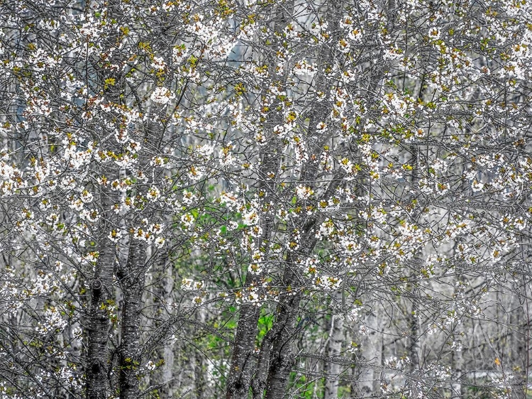 Picture of USA-WASHINGTON STATE-FALL CITY WILD CHERRY SPRINGTIME BLOOMING