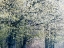 Picture of USA-WASHINGTON STATE-FALL CITY WILD CHERRY SPRINGTIME BLOOMING