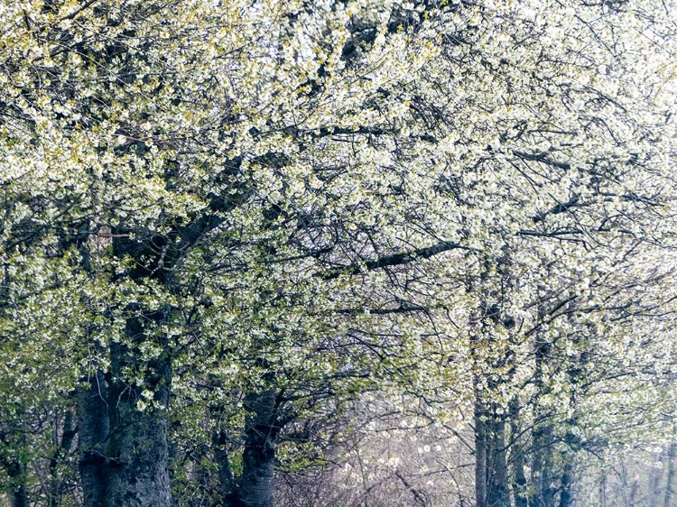 Picture of USA-WASHINGTON STATE-FALL CITY WILD CHERRY SPRINGTIME BLOOMING