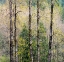Picture of USA-WASHINGTON STATE-FALL CITY COTTONWOODS JUST BUDDING OUT IN THE SPRING ALONG THE SNOQUALMIE RIVER