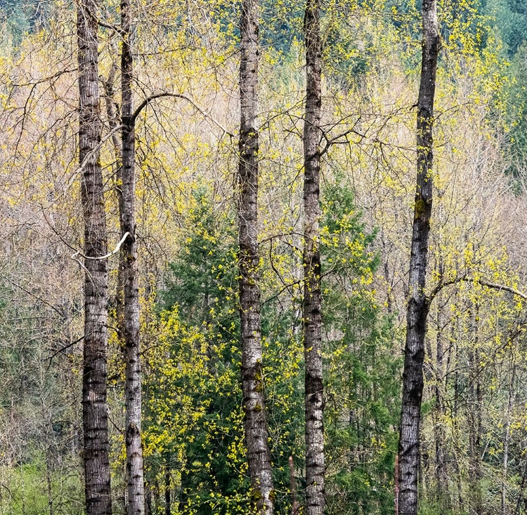 Picture of USA-WASHINGTON STATE-FALL CITY COTTONWOODS JUST BUDDING OUT IN THE SPRING ALONG THE SNOQUALMIE RIVER