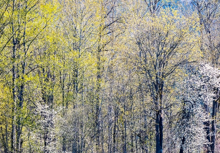 Picture of USA-WASHINGTON STATE-FALL CITY COTTONWOODS JUST BUDDING OUT IN THE SPRING ALONG THE SNOQUALMIE RIVER