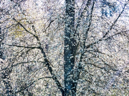 Picture of USA-WASHINGTON STATE-FALL CITY WILD CHERRY SPRINGTIME BLOOMING