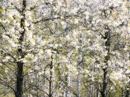 Picture of USA-WASHINGTON STATE-FALL CITY WILD CHERRY SPRINGTIME BLOOMING