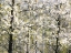 Picture of USA-WASHINGTON STATE-FALL CITY WILD CHERRY SPRINGTIME BLOOMING