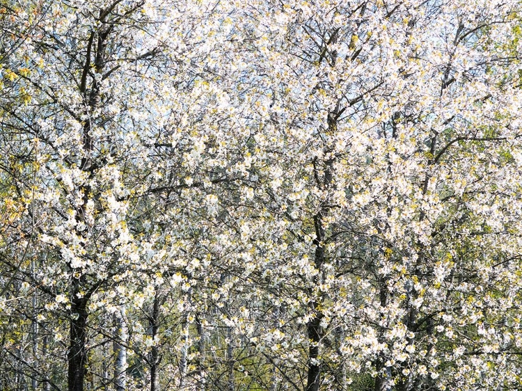 Picture of USA-WASHINGTON STATE-FALL CITY WILD CHERRY SPRINGTIME BLOOMING