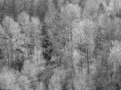 Picture of USA-WASHINGTON STATE-FALL CITY HILLSIDE OF COTTONWOODS JUST BUDDING OUT IN THE SPRING