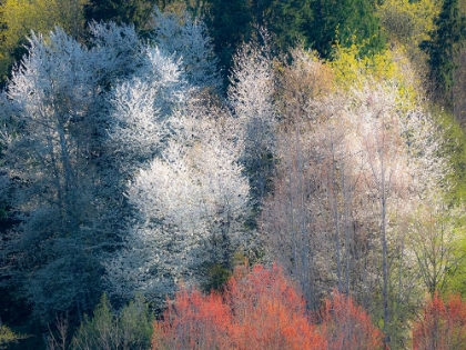 Picture of USA-WASHINGTON STATE-FALL CITY WILD CHERRY SPRINGTIME BLOOMING