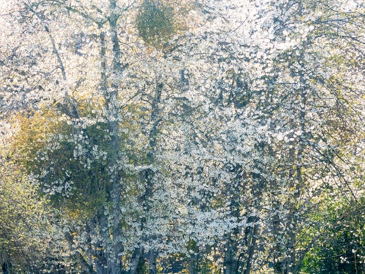 Picture of USA-WASHINGTON STATE-FALL CITY WILD CHERRY SPRINGTIME BLOOMING