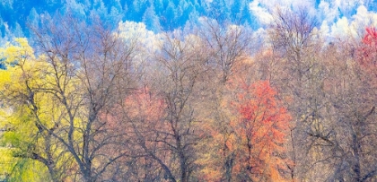 Picture of USA-WASHINGTON STATE-FALL CITY-PACIFIC NORTHWEST EARLY SPRING COTTONWOOD