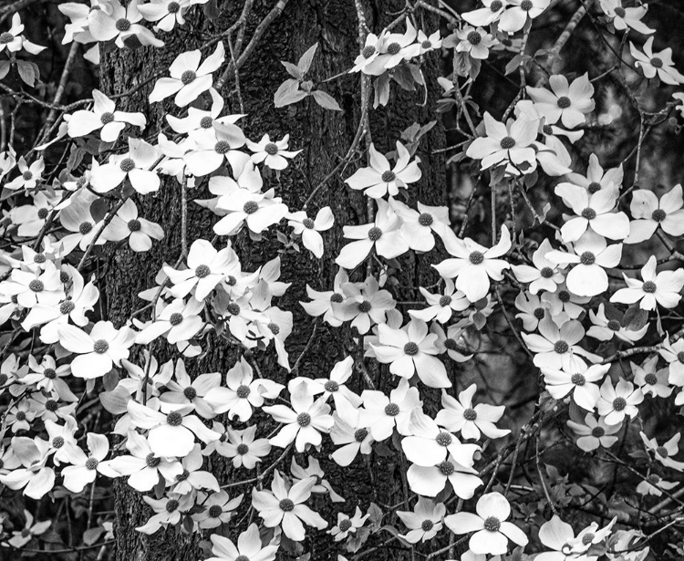 Picture of USA-WASHINGTON STATE-PACIFIC NORTHWEST SAMMAMISH WHITE DOGWOOD BLOOMING EARLY SPRING