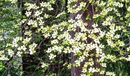Picture of USA-WASHINGTON STATE-PACIFIC NORTHWEST SAMMAMISH WHITE DOGWOOD BLOOMING EARLY SPRING