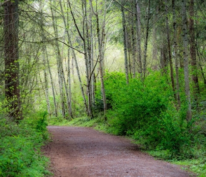 Picture of USA-WASHINGTON STATE-PACIFIC NORTHWEST SAMMAMISH TRAIL ALONG YELLOW LAKE