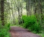 Picture of USA-WASHINGTON STATE-PACIFIC NORTHWEST SAMMAMISH TRAIL ALONG YELLOW LAKE