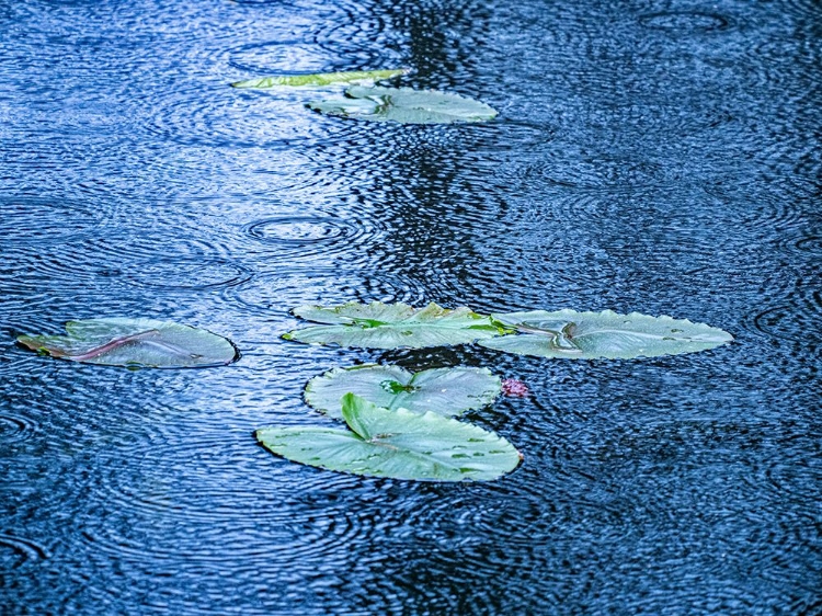 Picture of USA-WASHINGTON STATE-PACIFIC NORTHWEST SAMMAMISH TRAIL YELLOW LAKE AND LILY PADS IN RAIN