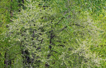 Picture of USA-WASHINGTON STATE-PACIFIC NORTHWEST-FALL CITY SPRINGTIME AND FLOWERING WILD CHERRY