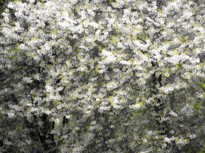 Picture of USA-WASHINGTON STATE-PACIFIC NORTHWEST-FALL CITY SPRINGTIME AND FLOWERING WILD CHERRY