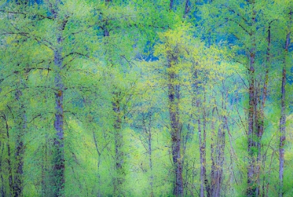 Picture of USA-WASHINGTON STATE-PACIFIC NORTHWEST PRESTON AND JUST LEAFING OUT COTTONWOODS