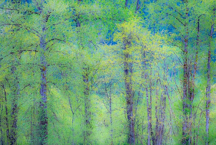 Picture of USA-WASHINGTON STATE-PACIFIC NORTHWEST PRESTON AND JUST LEAFING OUT COTTONWOODS