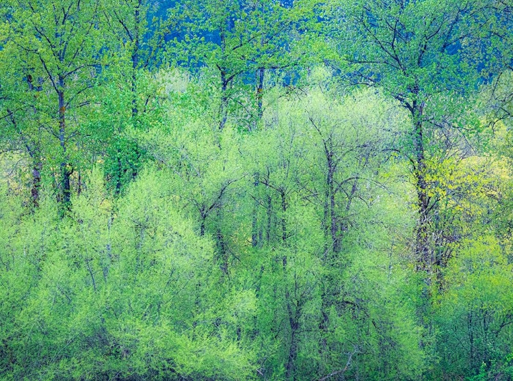 Picture of USA-WASHINGTON STATE-PACIFIC NORTHWEST PRESTON AND JUST LEAFING OUT COTTONWOODS