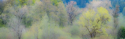 Picture of USA-WASHINGTON STATE-PACIFIC NORTHWEST-FALL CITY SPRINGTIME AND COTTONWOOD TREES JUST BUDDING OUT