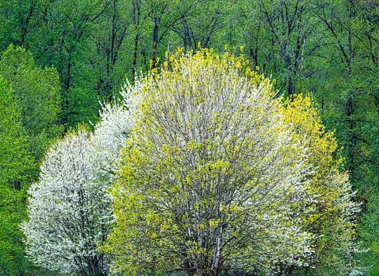 Picture of USA-WASHINGTON STATE-PACIFIC NORTHWEST-FALL CITY SPRINGTIME AND FLOWERING WILD CHERRY