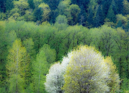 Picture of USA-WASHINGTON STATE-PACIFIC NORTHWEST-FALL CITY SPRINGTIME AND FLOWERING WILD CHERRY