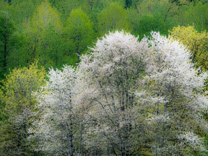 Picture of USA-WASHINGTON STATE-PACIFIC NORTHWEST-FALL CITY SPRINGTIME AND FLOWERING WILD CHERRY