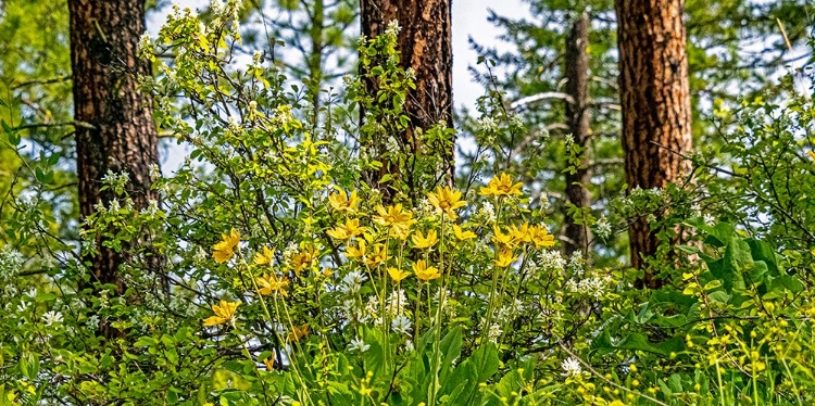 Picture of USA-WASHINGTON STATE-LEAVENWORTH BALSAMROOT BLOOMING AMONGST PONDEROSA PINE