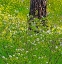 Picture of USA-WASHINGTON STATE-LEAVENWORTH WHITE FLOWERING BUSH AMONGST PONDEROSA PINE