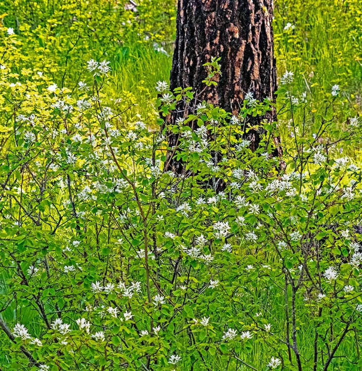 Picture of USA-WASHINGTON STATE-LEAVENWORTH WHITE FLOWERING BUSH AMONGST PONDEROSA PINE