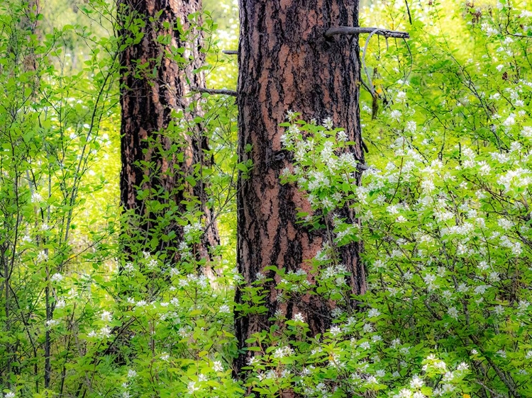 Picture of USA-WASHINGTON STATE-LEAVENWORTH WHITE FLOWERING BUSH AMONGST PONDEROSA PINE