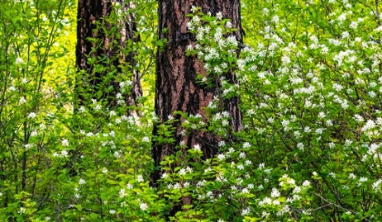 Picture of USA-WASHINGTON STATE-LEAVENWORTH WHITE FLOWERING BUSH AMONGST PONDEROSA PINE