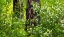 Picture of USA-WASHINGTON STATE-LEAVENWORTH WHITE FLOWERING BUSH AMONGST PONDEROSA PINE