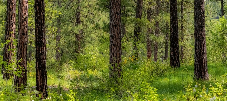 Picture of USA-WASHINGTON STATE-LEAVENWORTH BALSAMROOT BLOOMING AMONGST PONDEROSA PINE