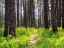 Picture of USA-WASHINGTON STATE-LEAVENWORTH BALSAMROOT BLOOMING AMONGST PONDEROSA PINE