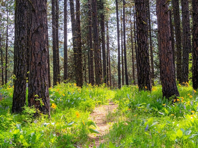 Picture of USA-WASHINGTON STATE-LEAVENWORTH BALSAMROOT BLOOMING AMONGST PONDEROSA PINE