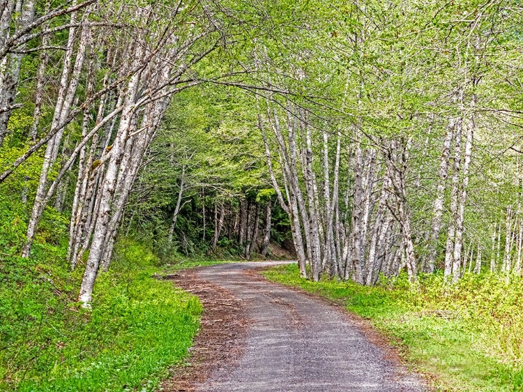 Picture of USA-WASHINGTON STATE-OLD CASCADE HIGHWAY OFF OF HIGHWAY 2