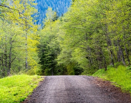 Picture of USA-WASHINGTON STATE-OLD CASCADE HIGHWAY OFF OF HIGHWAY 2